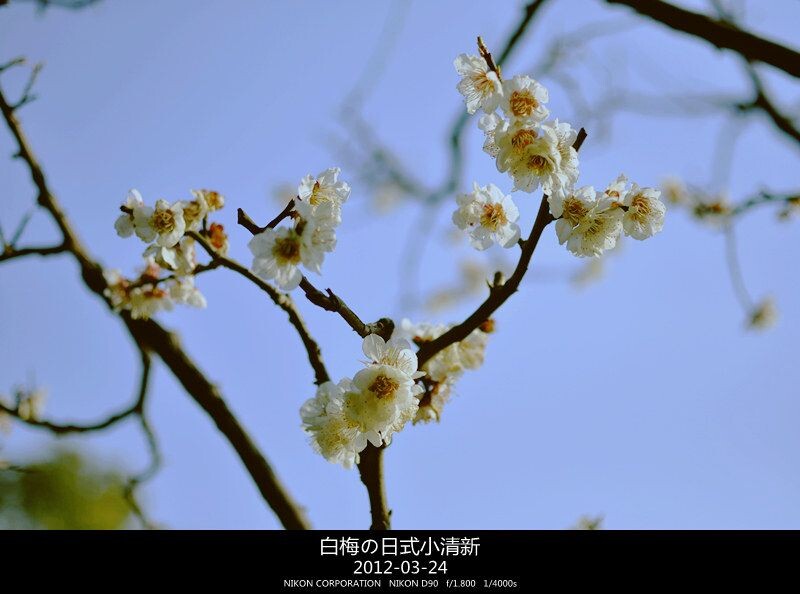 白梅の日式小清新<br />
2012-03-24 @上海共青森林公园