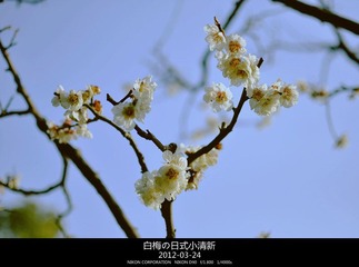 白梅の日式小清新