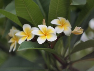 鸡蛋花