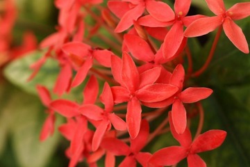 路边小花