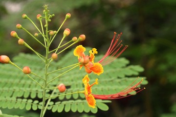 路边小花