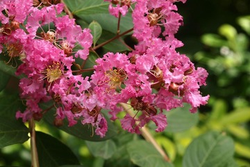 花团锦簇