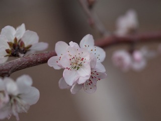 P4193065.jpg