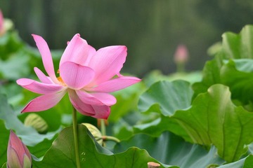 荷花1.JPG