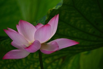 荷花2.JPG