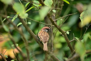 DSC_0767.JPG