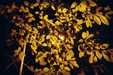 2011.07.22 Light & Leaf