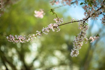 IMG_9225.JPG