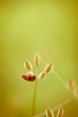 夏日黄昏的虫