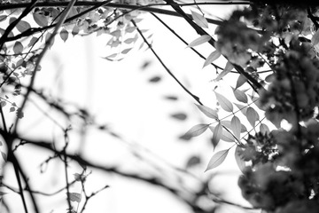 紫藤架下(2)