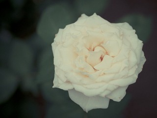 DSC_7866.jpg