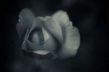 DSC_7949.jpg