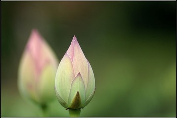 萝莉，们