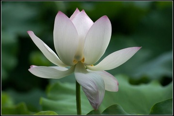 白菜荷