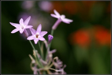 小花