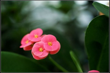 家花