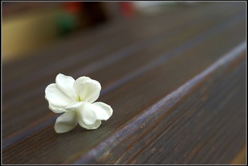 茉莉