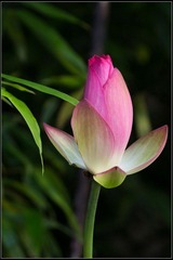 nEO_IMG_DSC05577.jpg