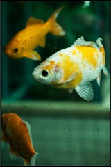 nEO_IMG_DSC00056.jpg