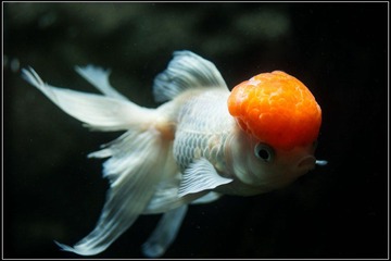 nEO_IMG_DSC00096.jpg