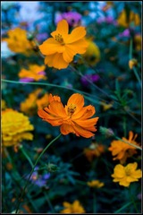 nEO_IMG_DSC00890.jpg
