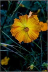 nEO_IMG_DSC00894.jpg