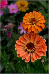 nEO_IMG_DSC00929.jpg