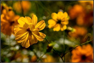 nEO_IMG_DSC01263.jpg