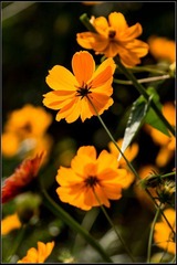 nEO_IMG_DSC01273.jpg