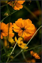 nEO_IMG_DSC01291.jpg