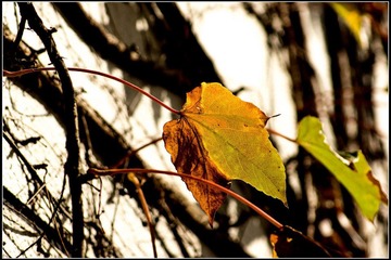 nEO_IMG_DSC02087.jpg