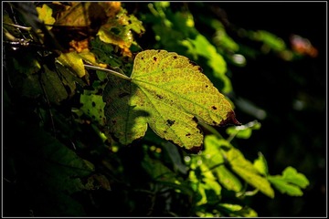 nEO_IMG_DSC02225.jpg