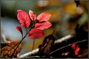 nEO_IMG_DSC02226.jpg