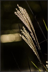 nEO_IMG_DSC02655.jpg