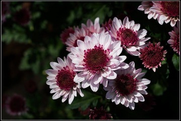 nEO_IMG_DSC02730.jpg