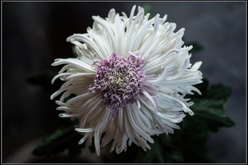 nEO_IMG_DSC02811.jpg