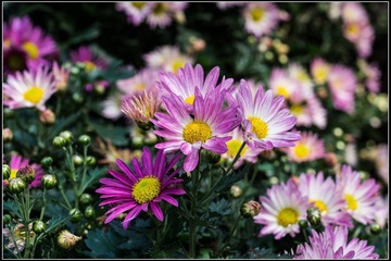 nEO_IMG_DSC02900.jpg