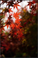 nEO_IMG_DSC03127.jpg