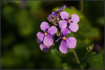 DSC03930.jpg