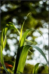 DSC08841.jpg