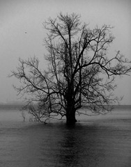 DSCF4423.grayjpa.jpg