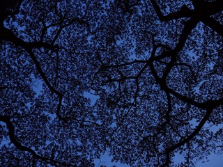 DSCF4541.JPG