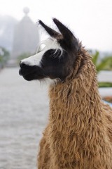 IMG_9856.jpg