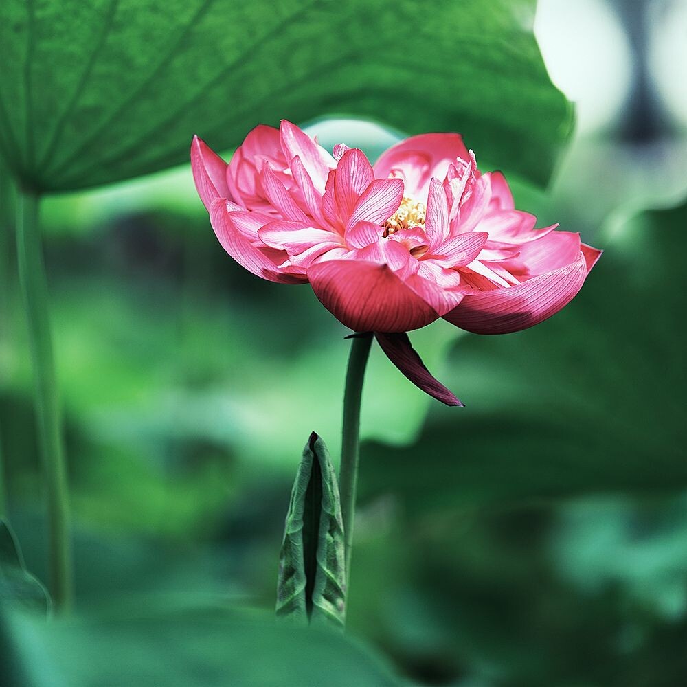 夏荷
