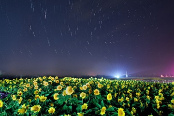 花海星轨多张叠加.1-02