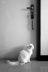 L1000294