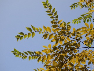 _A225788.jpg