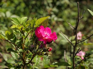 _A225839.jpg
