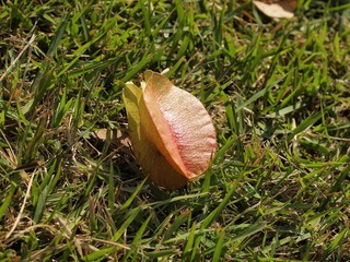 _A225897.jpg