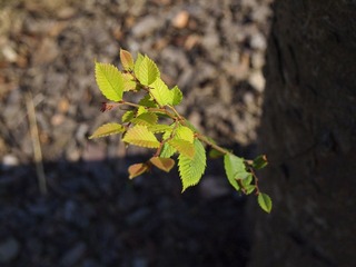 _A225906.jpg